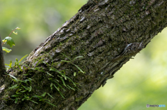 キバシリを探せ