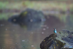 カワセミ遠景
