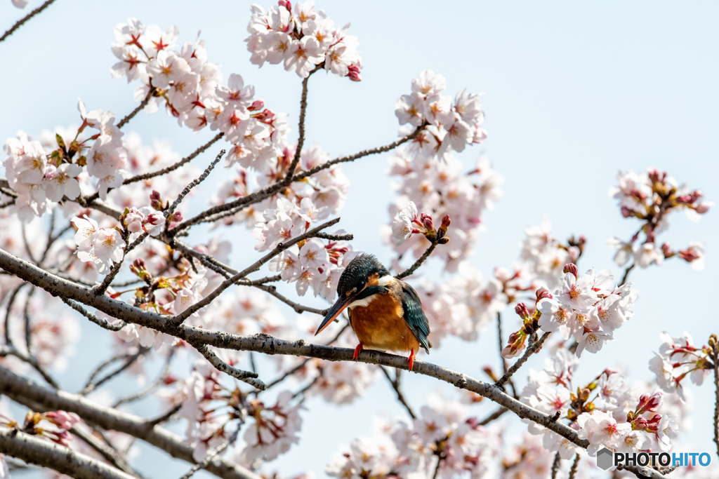 桜を纏って