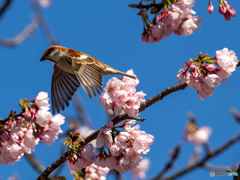 花渡り