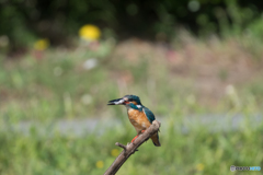 いただきまーす