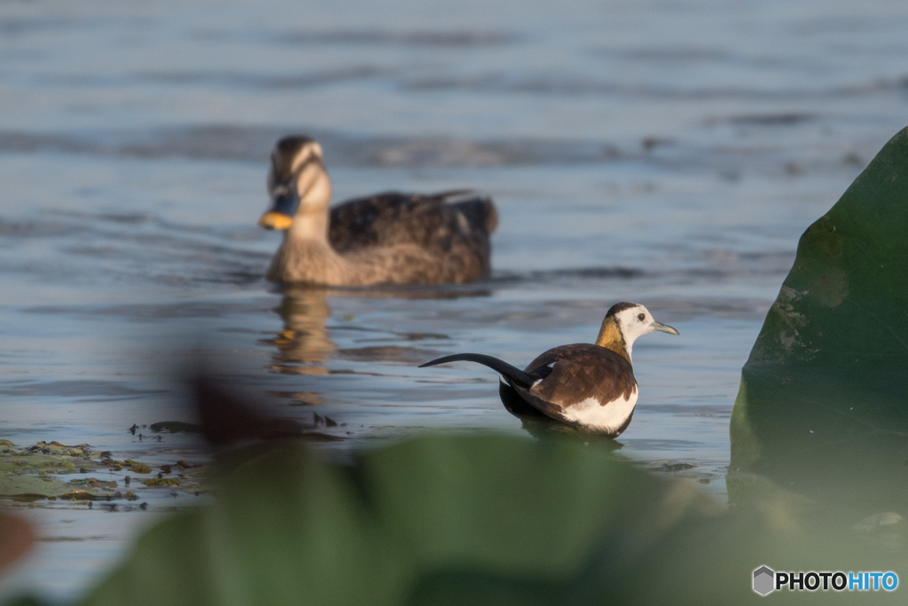 あんた人気あるのね♡
