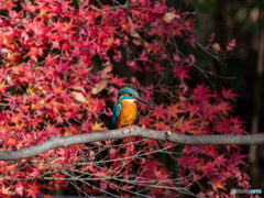 紅葉とカワセミブルー