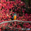 紅葉とカワセミブルー