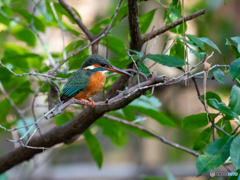 久し振りのカワちゃん♡