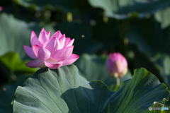 蓮と蜂