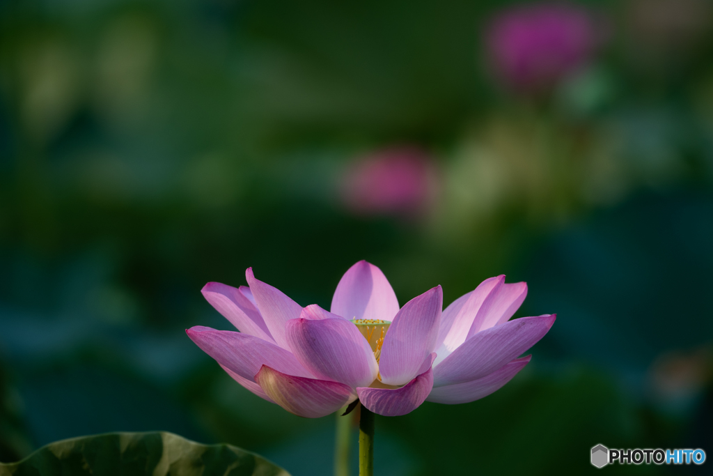 浄土