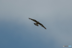 チョウゲンボウ チョウゲンボウ