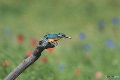 前からの強風に耐えて