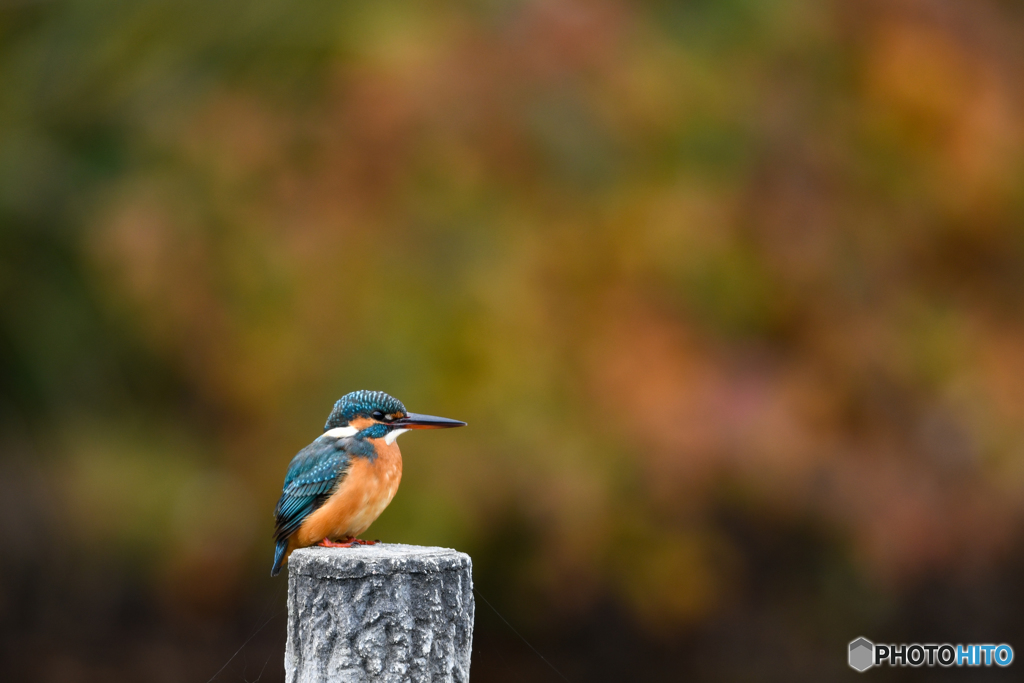 黄葉をバックに