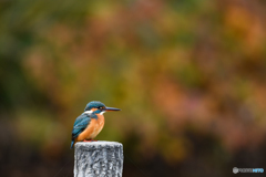 黄葉をバックに