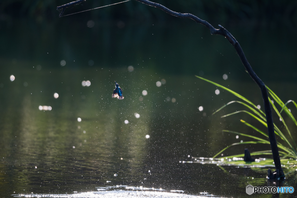 カワセミの飛び出し