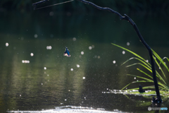カワセミの飛び出し