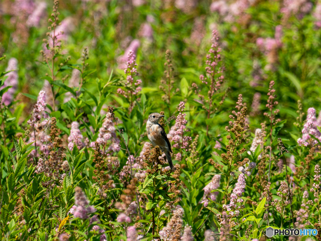 目立たない(^-^;