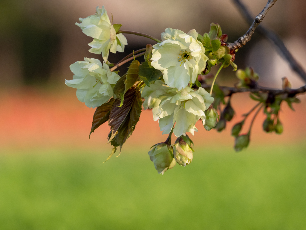 緑の桜