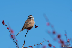 ホオジロ ホオジロ