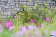 カワセミ遠景