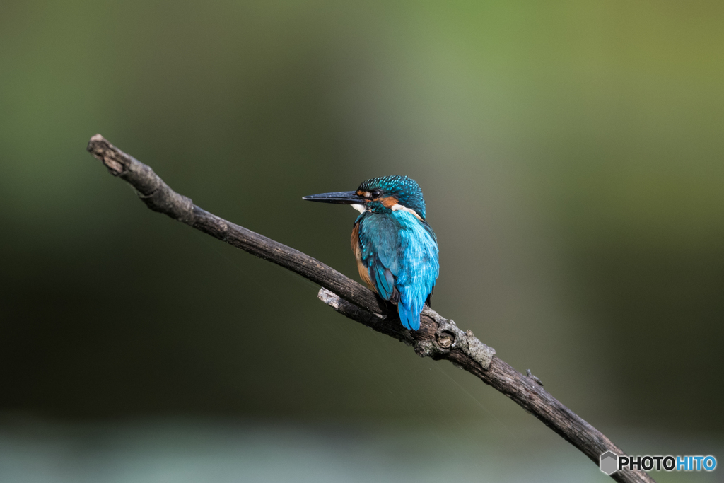 カワセミブルー