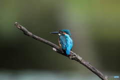 カワセミブルー