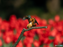 命をつなぐ 命をつなぐ