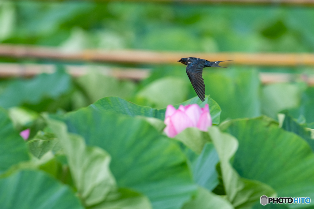 お花見飛行