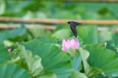 お花見飛行