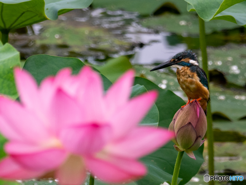 お花見カワちゃん