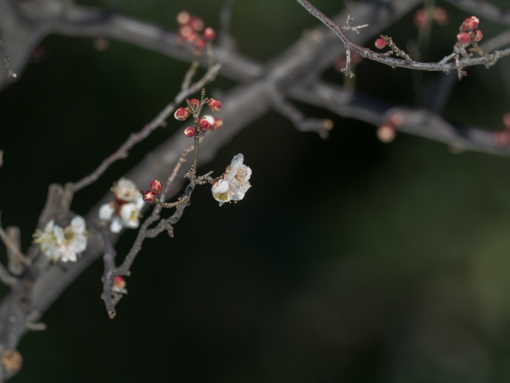 冬、春同居