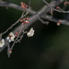 冬、春同居