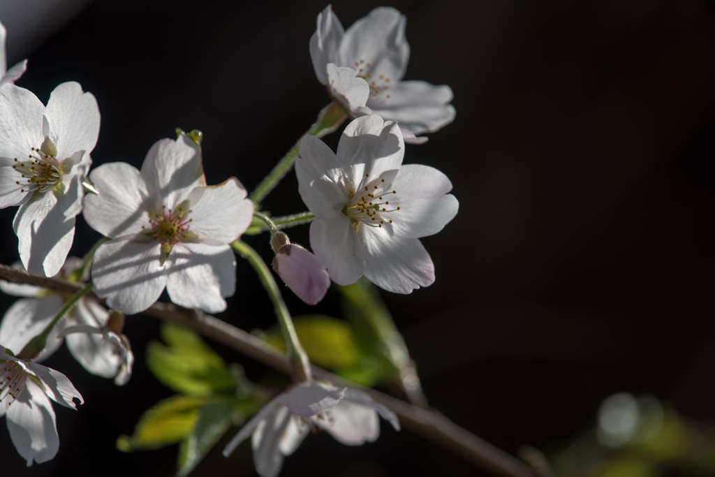 桜