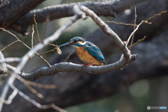 エビしか捕れん(>_<)