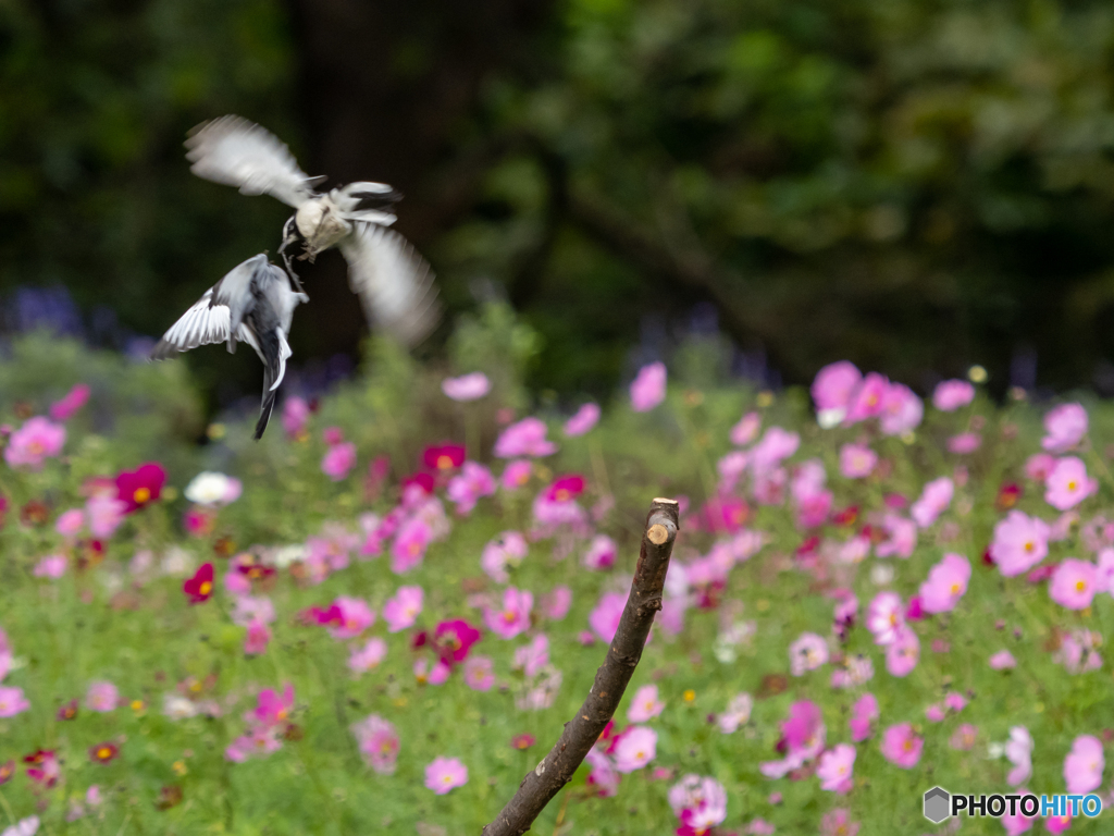 仲良くお花見すればよいのに…