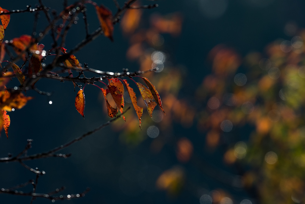 朝日に煌めいて