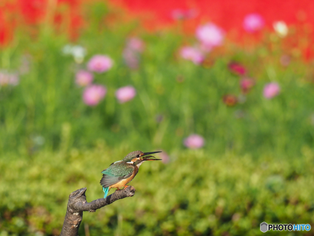 お花畑で朝食