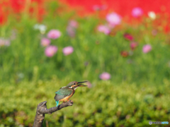 お花畑で朝食