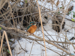 別の沼のカワ君