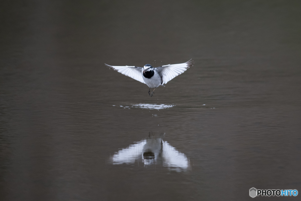 水面の舞