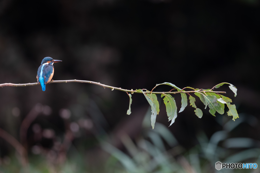 ちょっと寂し気