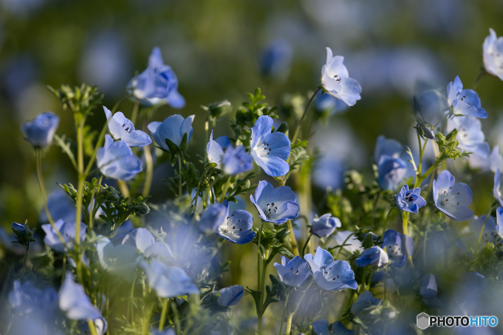 ネモフィラブルー