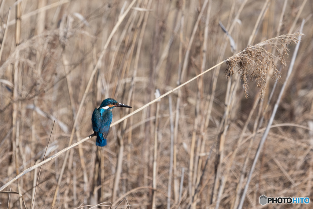 ブルーが映える