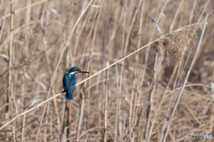 ブルーが映える