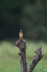 見も細る思いで