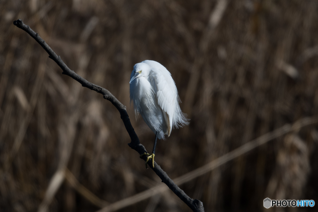 コサギ 決めポーズ