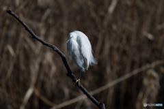 コサギ 決めポーズ