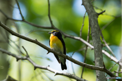 ダンディ ダンディ