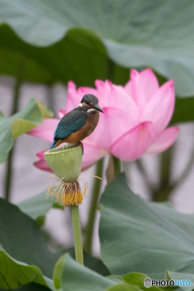 花をバックに