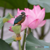 花をバックに