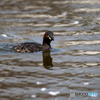 カイツブリ