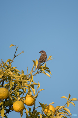 今度は鳥ちゅんも一緒に -2-