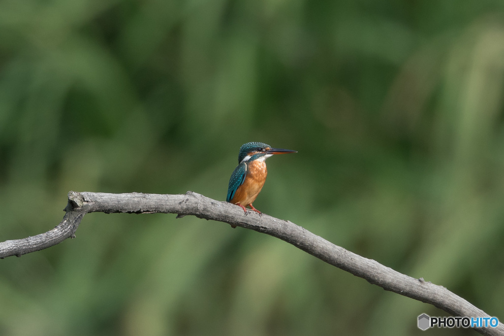 遠くを見つめる